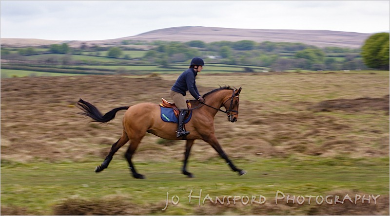 Jo Hansford Photography - Equine Photography