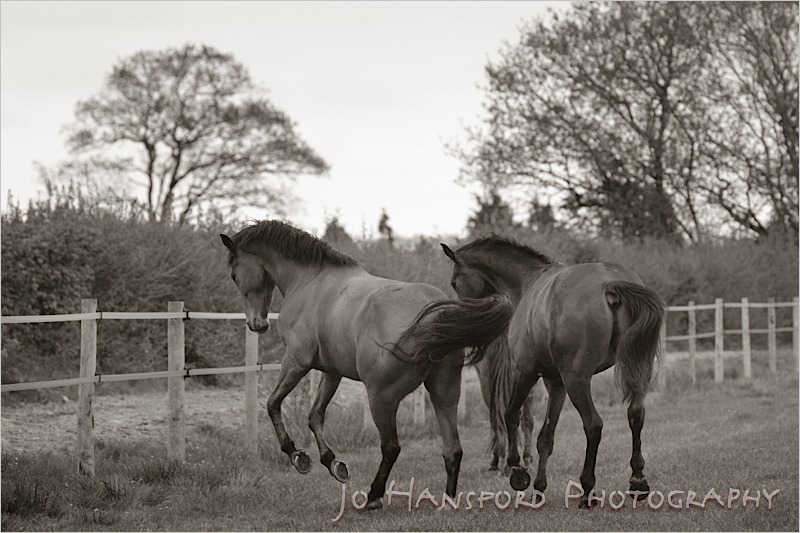 Jo Hansford Photography - Equine Photography