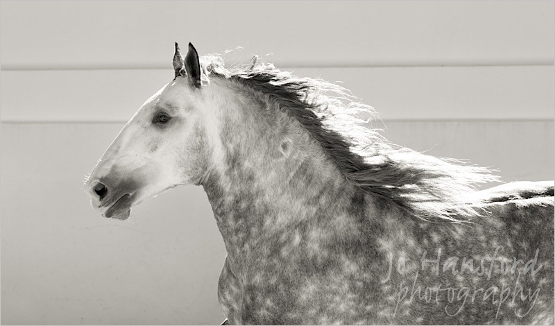 Jo Hansford Photography - Equine
