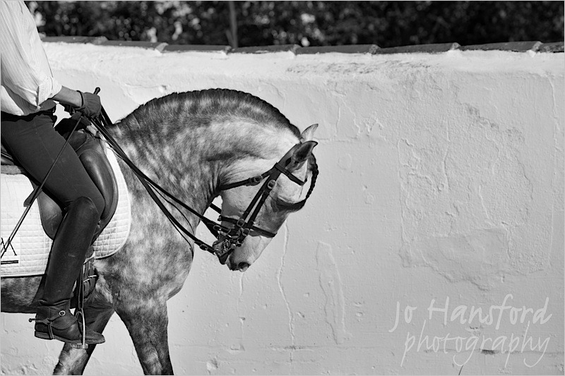 Jo Hansford Photography - Equine