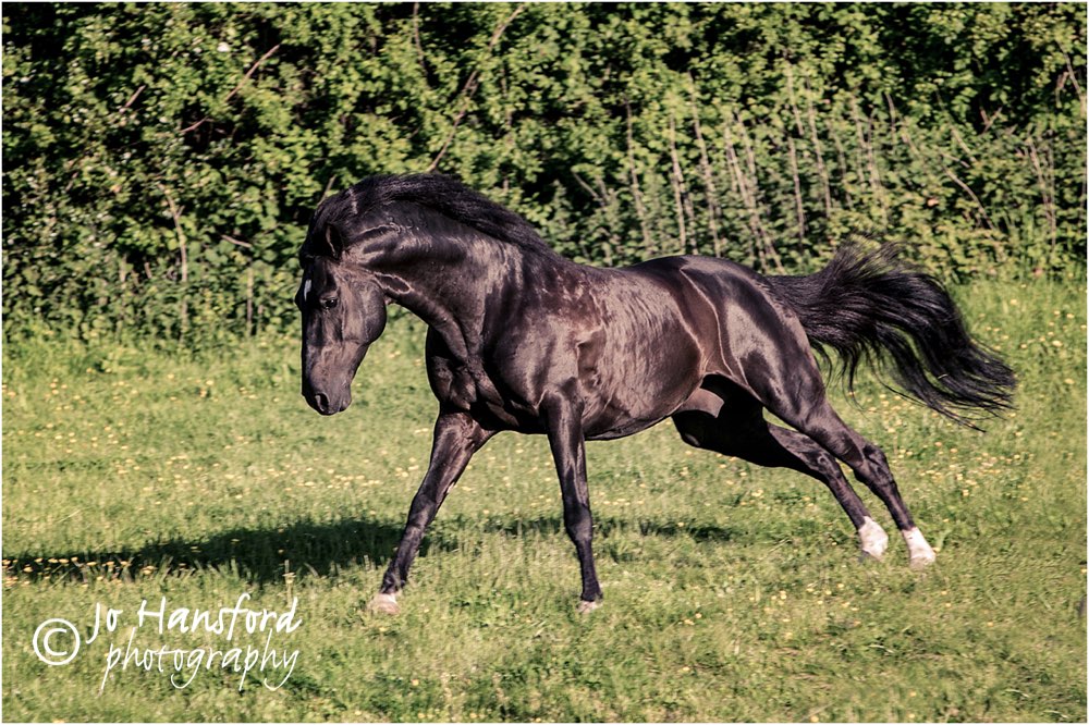 Somerset horse photography – shot of the week