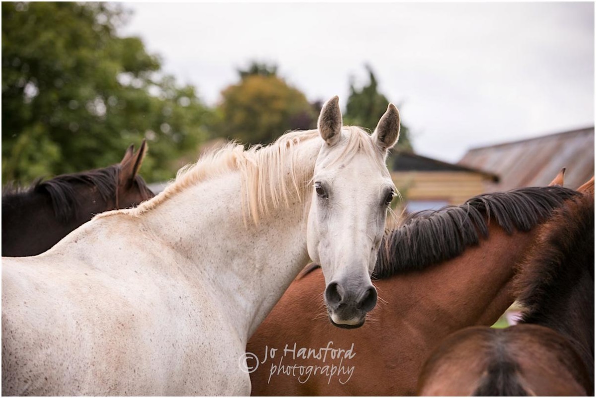 Equine photography Jo Hansford
