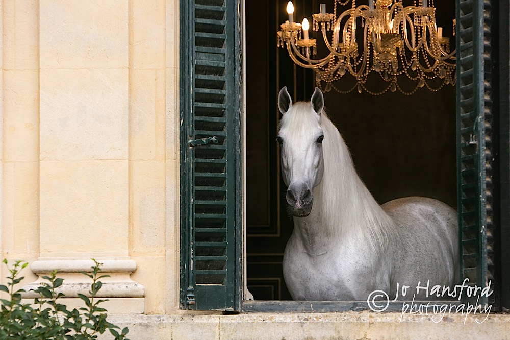 Horse photography at the Royal Andulusian School of Equestrian Art, Jerez de la Frontera – shot of the week
