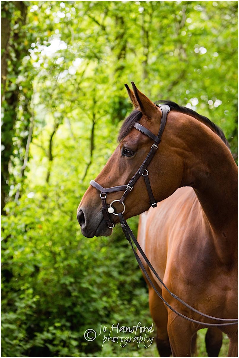 Horse_photography_Gloucestershire_Jo_Hansford_012