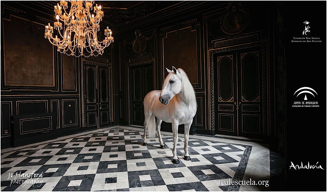 Royal Andalusian School of Equestrian Art Jo Hansford Photography