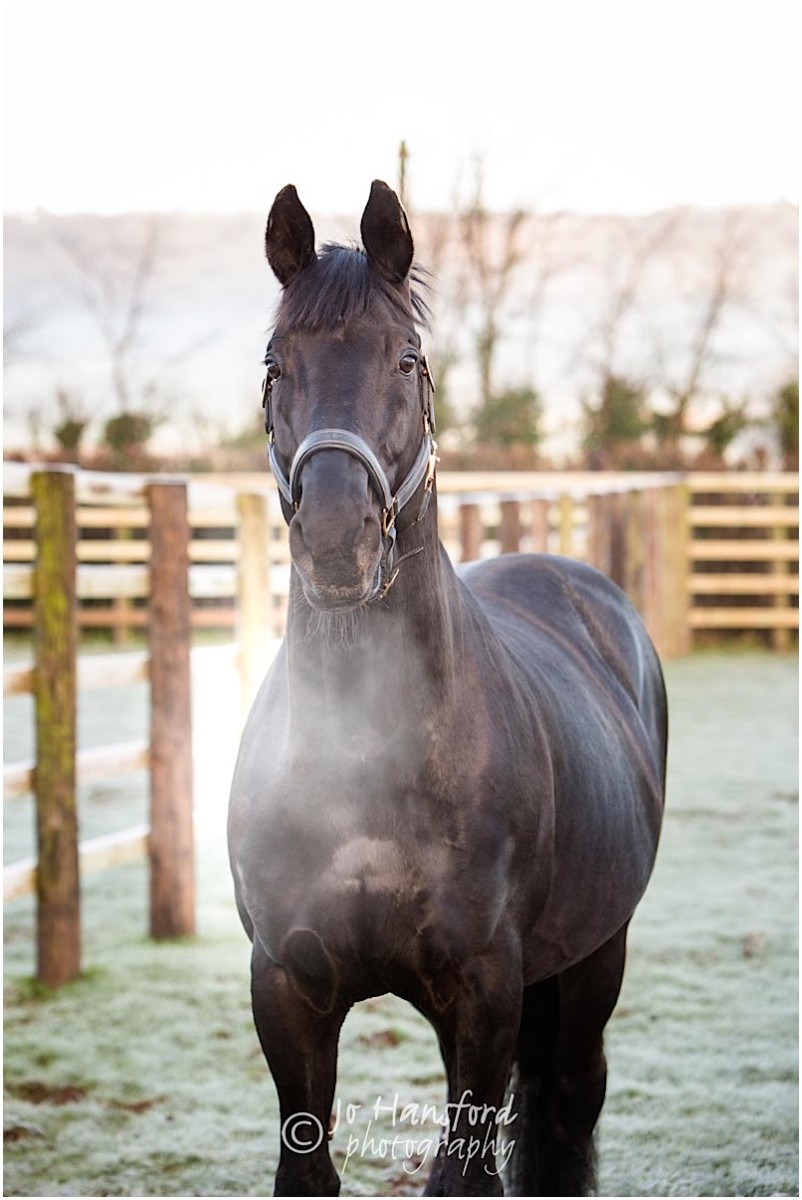 Somerset_horse_photographer_Jo_Hansford_002