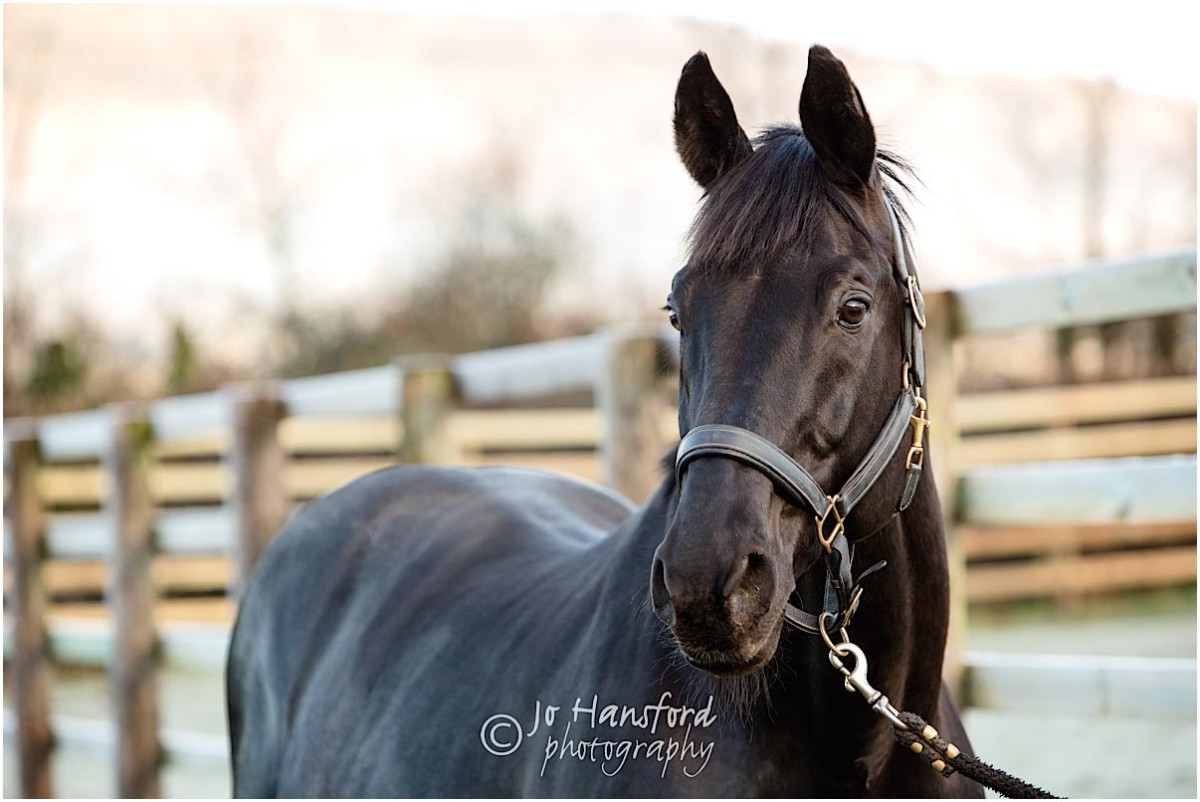 Somerset_horse_photographer_Jo_Hansford_003