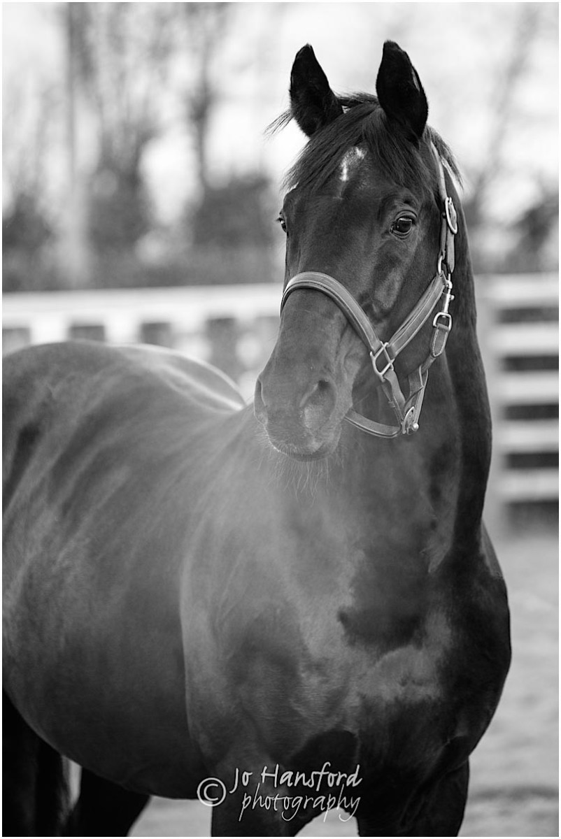 Somerset_horse_photographer_Jo_Hansford_004