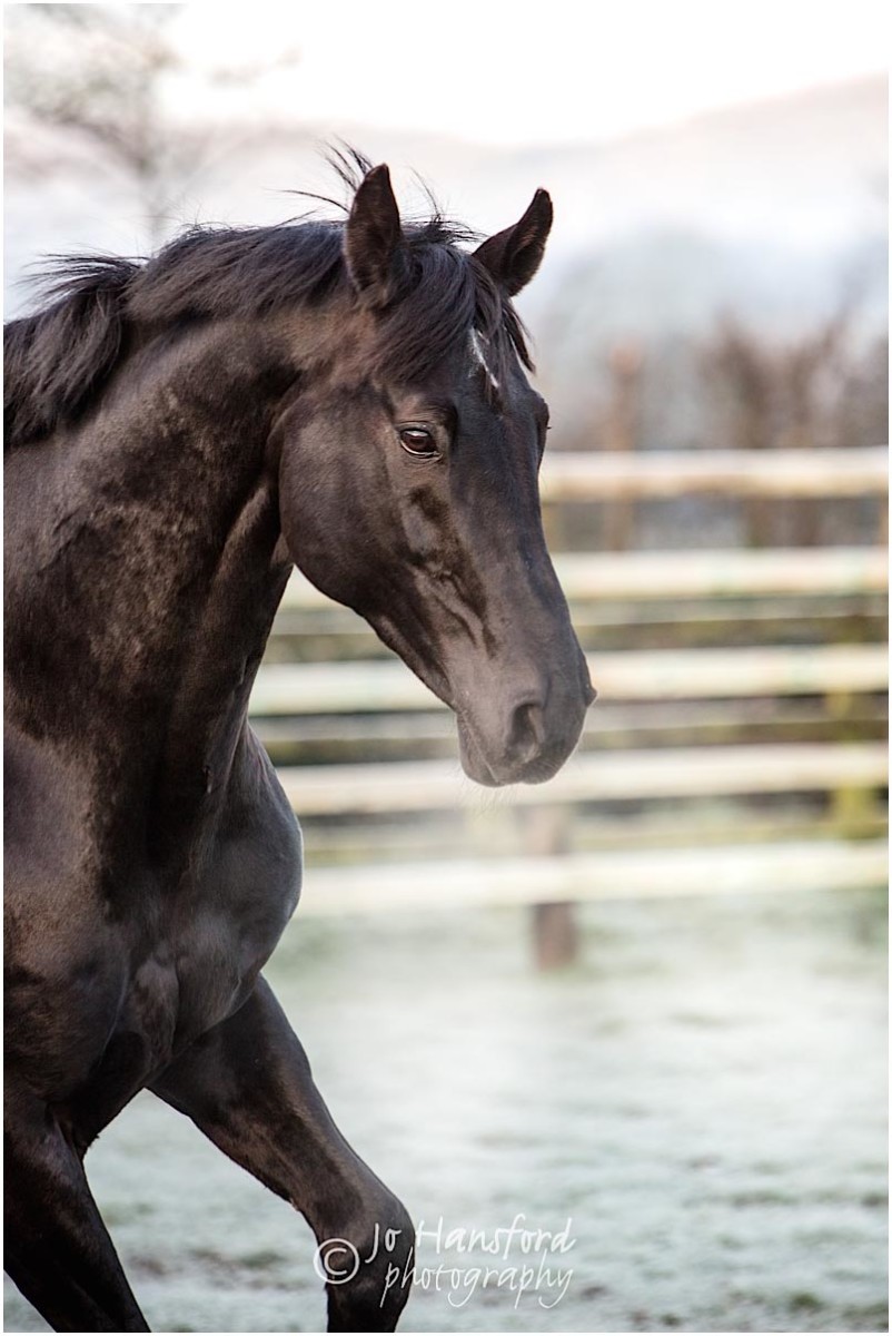 Somerset_horse_photographer_Jo_Hansford_005