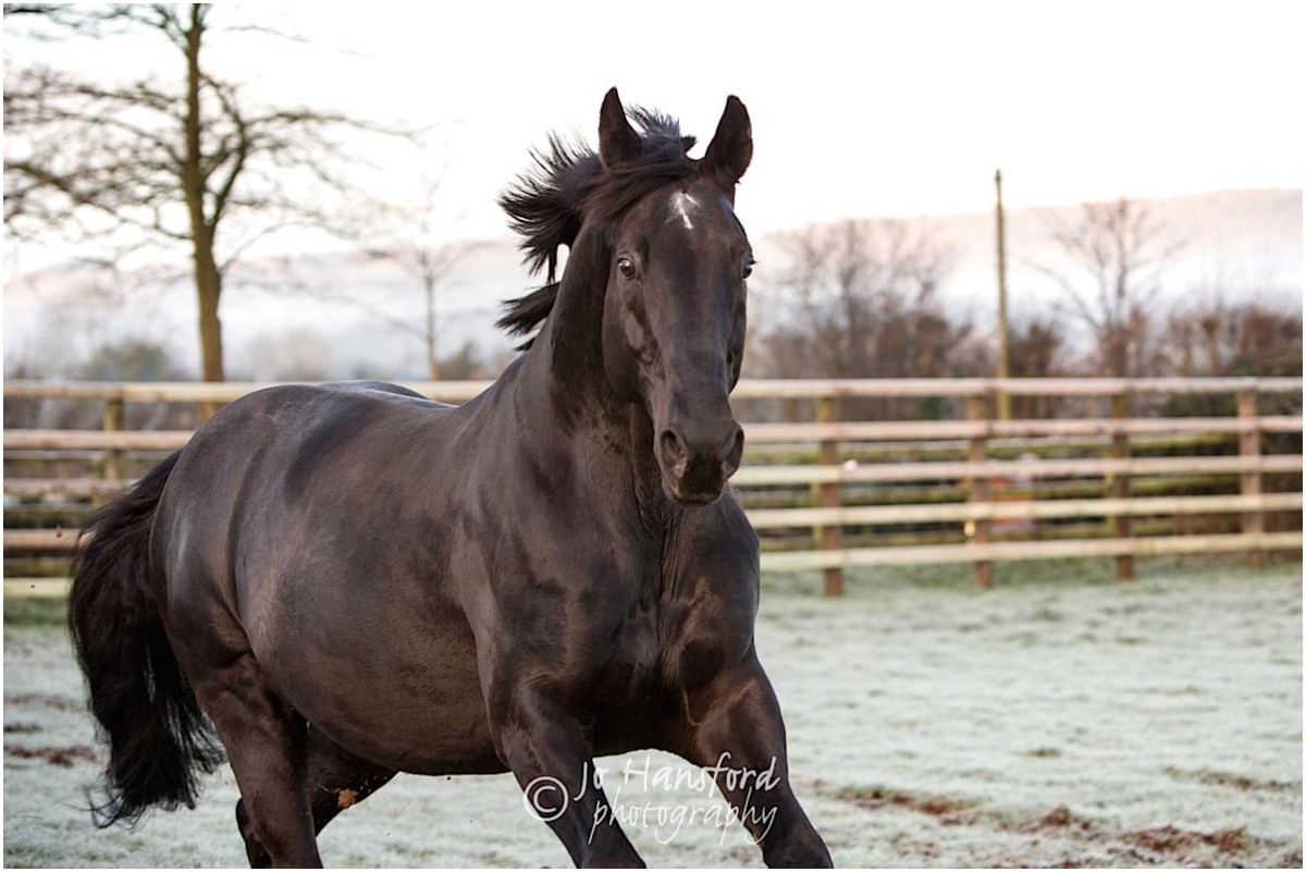 Somerset_horse_photographer_Jo_Hansford_006