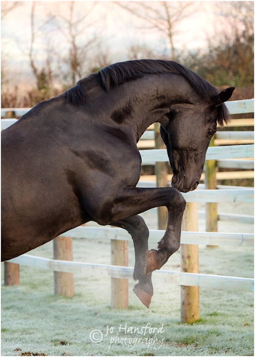Somerset_horse_photographer_Jo_Hansford_007