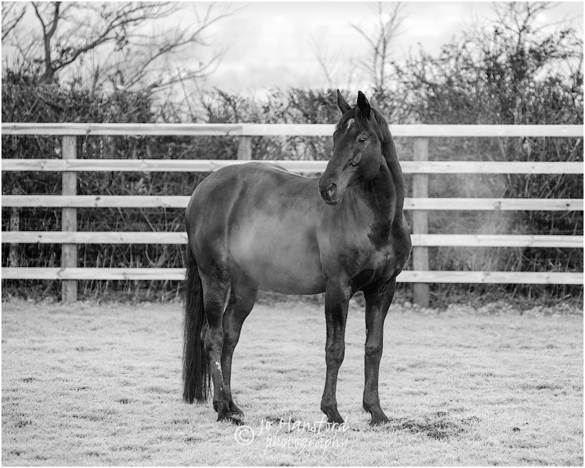 Somerset_horse_photographer_Jo_Hansford_008