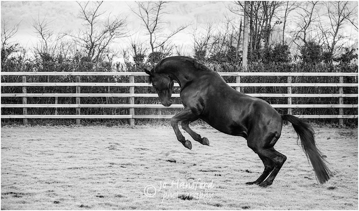 Horse photography Somerset – beautiful stallion ‘Rubicell’ at liberty