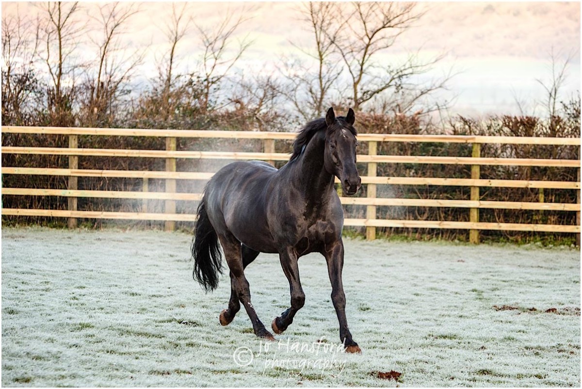 Somerset_horse_photographer_Jo_Hansford_012
