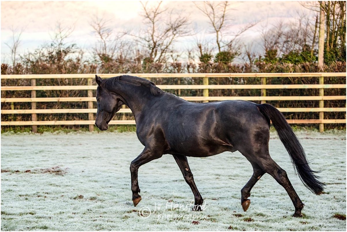 Somerset_horse_photographer_Jo_Hansford_013