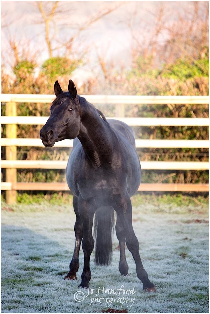 Somerset_horse_photographer_Jo_Hansford_016