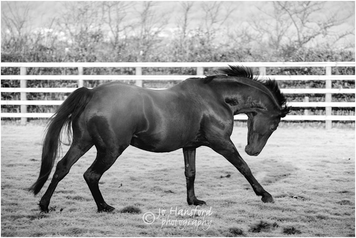 Somerset_horse_photographer_Jo_Hansford_017