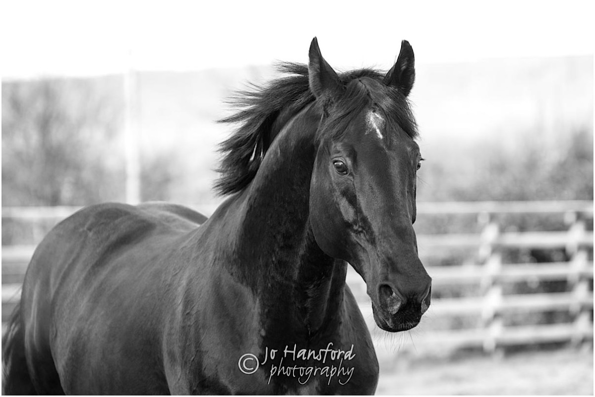 Somerset_horse_photographer_Jo_Hansford_019
