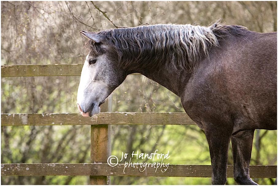Horse_photographer_Jo_Hansford_002