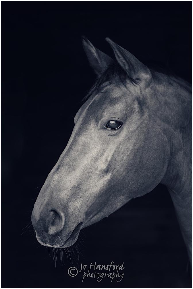 Horse photography London – Jess & Zotti