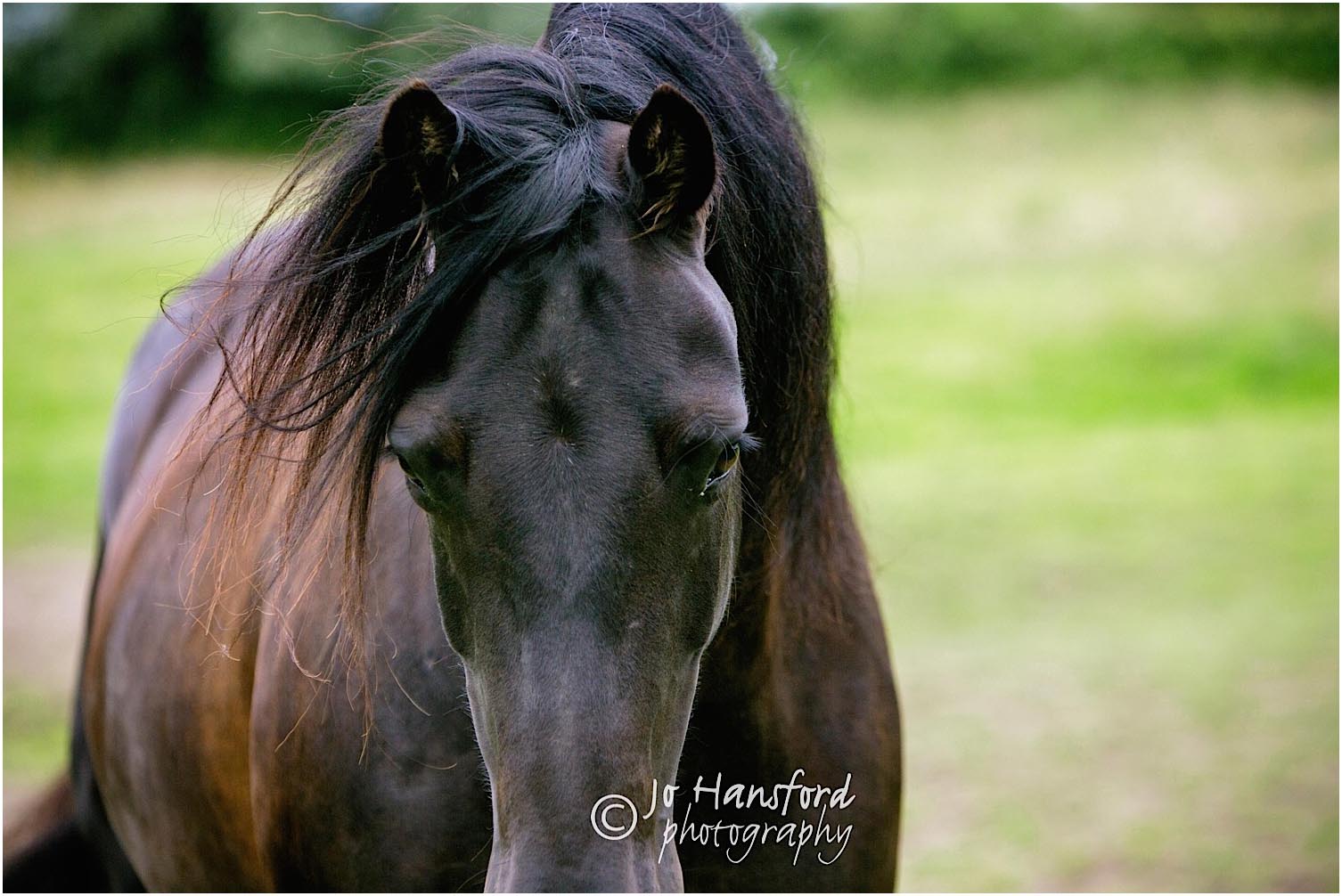 Horse_photography_Gloucestershire_Jo_Hansford_002