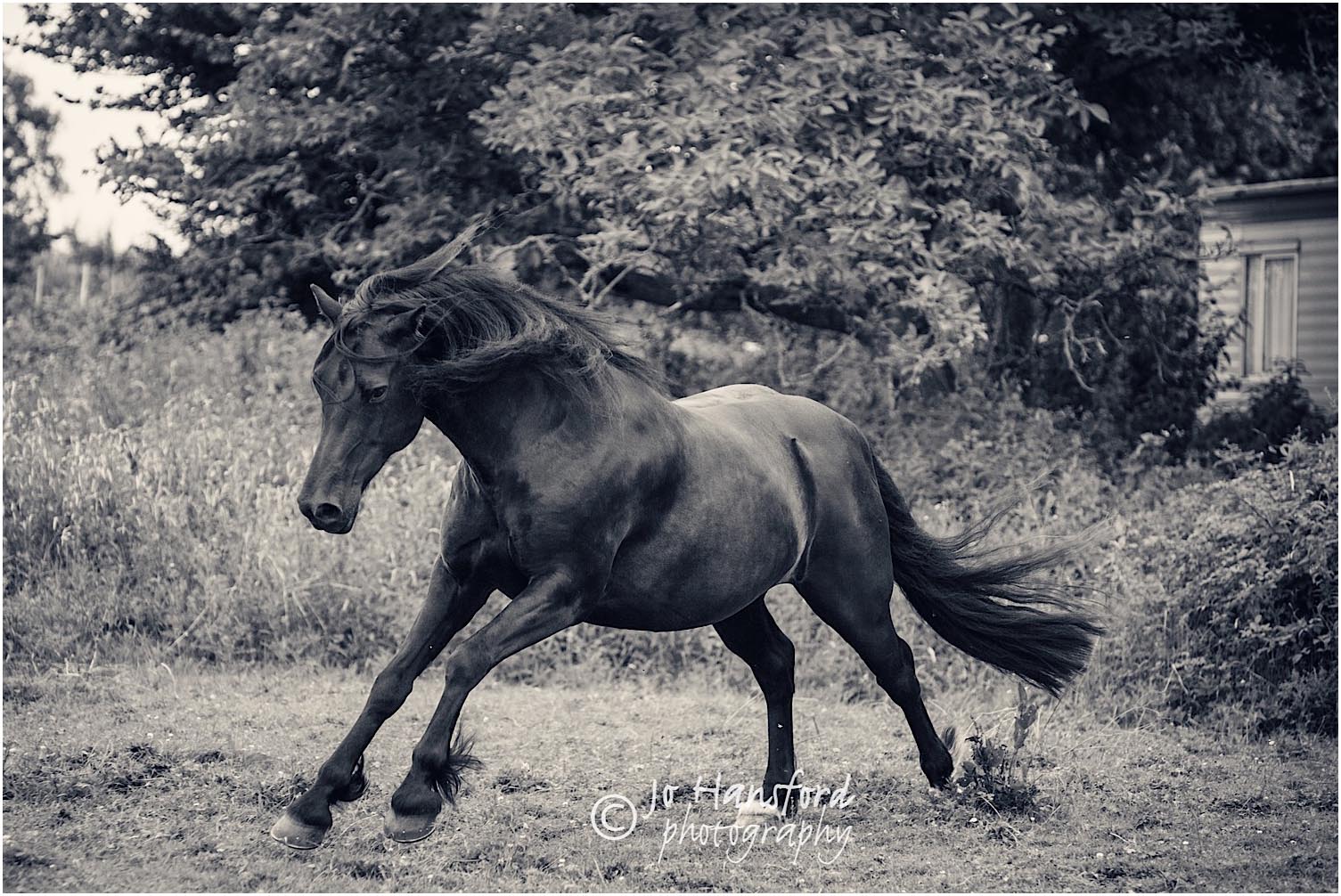 Horse_photography_Gloucestershire_Jo_Hansford_003