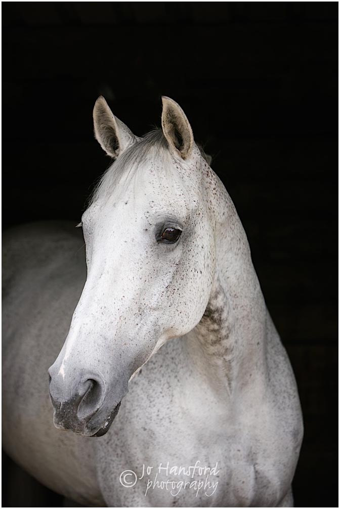 Horse_photographer_Somerset_Jo_Hansford_058