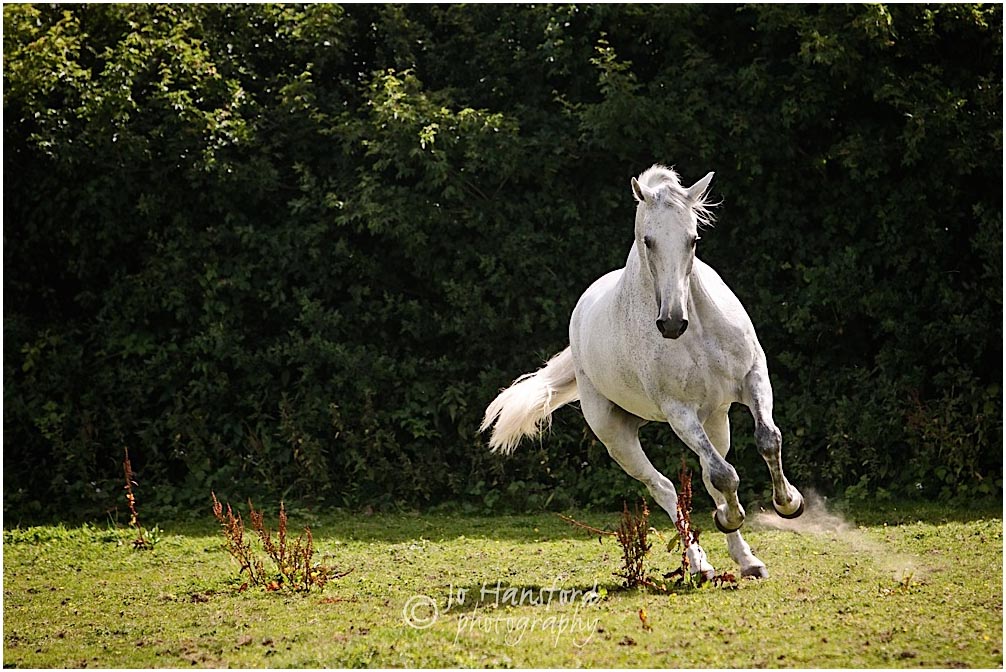 Horse photography Somerset – Hilary & Mully