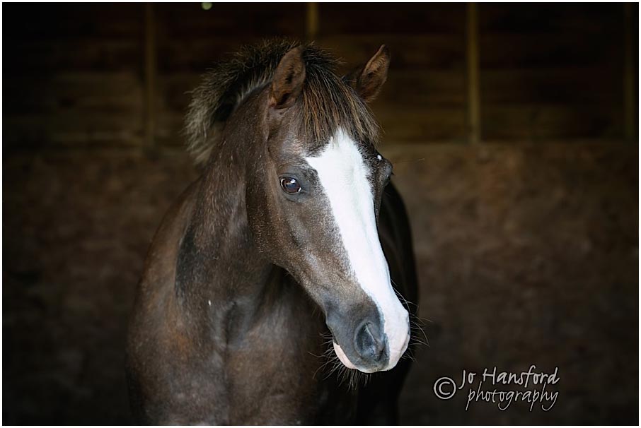 Horse_photography_Cotswolds_Jo_Hansford_008