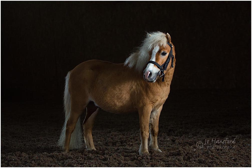 Cotswolds horse photographer Jo Hansford
