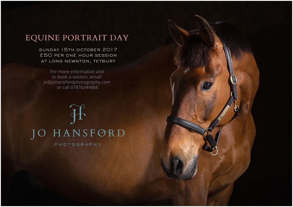 Cotswolds Horse Photographer Jo Hansford