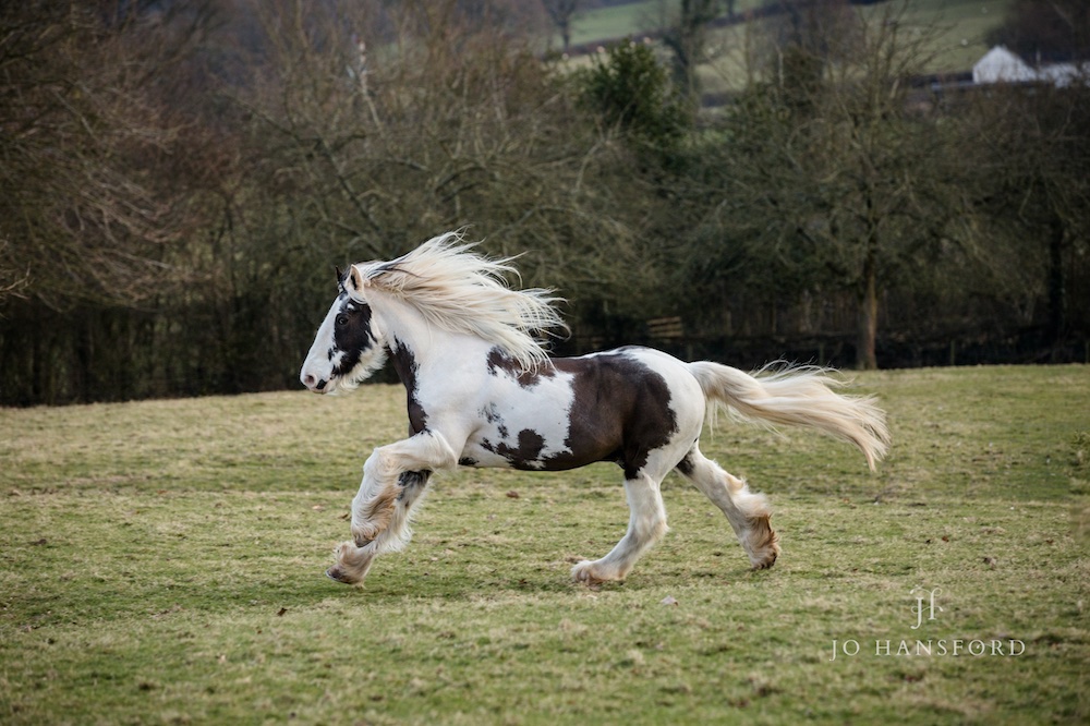 Horse photography Somerset Jo Hansford