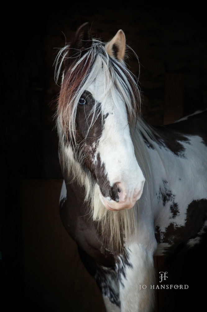 Horse photography Somerset Jo Hansford