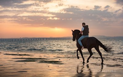 Horse photography Portugal – Gilberto Filipe Silva