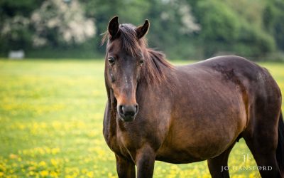 Horseworld photography Bristol – Sapphire’s story