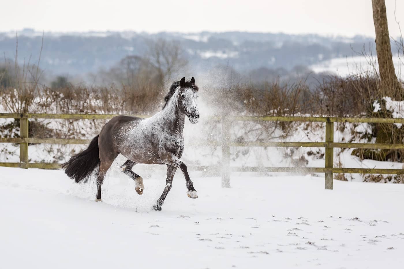 Horse photographer Berkshire Jo Hansford