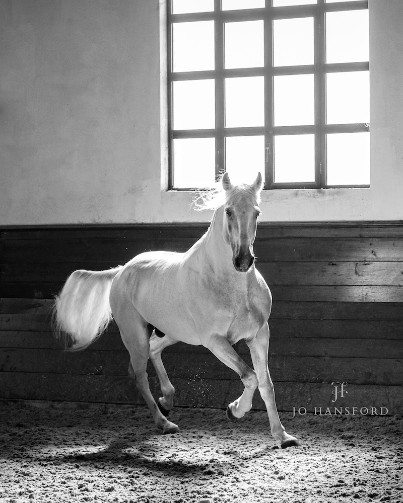 Horse photographer Portugal Jo Hansford