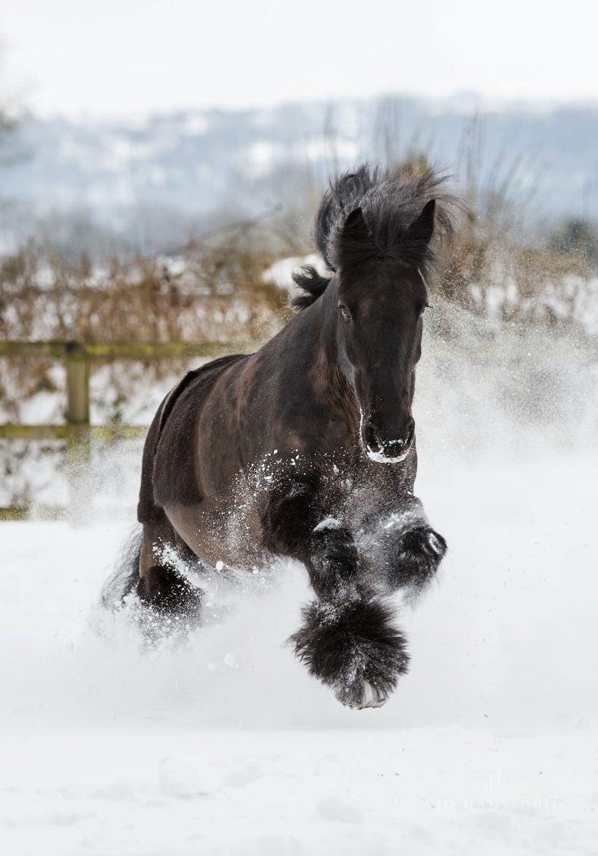 Horse photography Cotswolds Jo Hansford