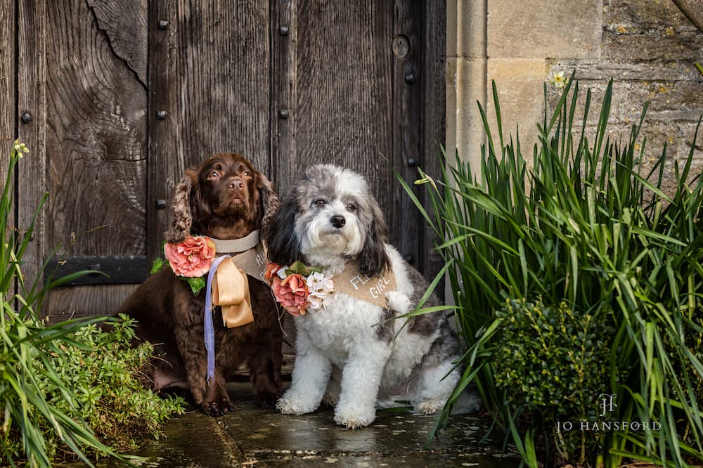 Canine photographer Cotswolds Jo Hansford