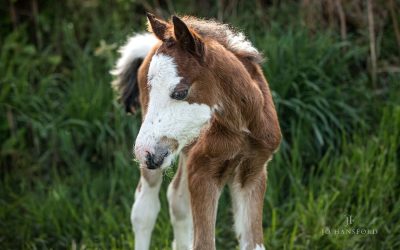 Orphan foal ‘Cal’ arrives – a rescue story with a happy ending