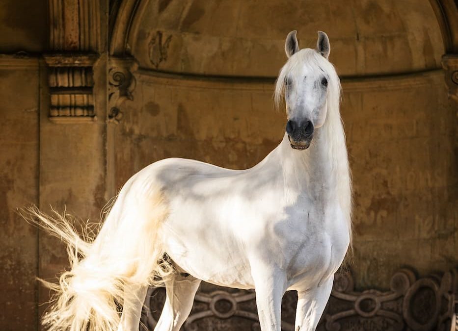 Beautiful Spanish horse ‘Jamiro’ photographed at Westonbirt school