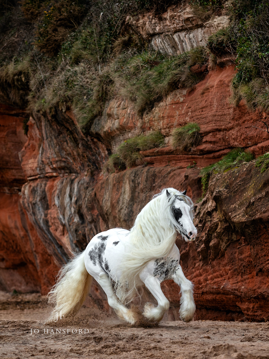 Devon equine photographer Jo Hansford