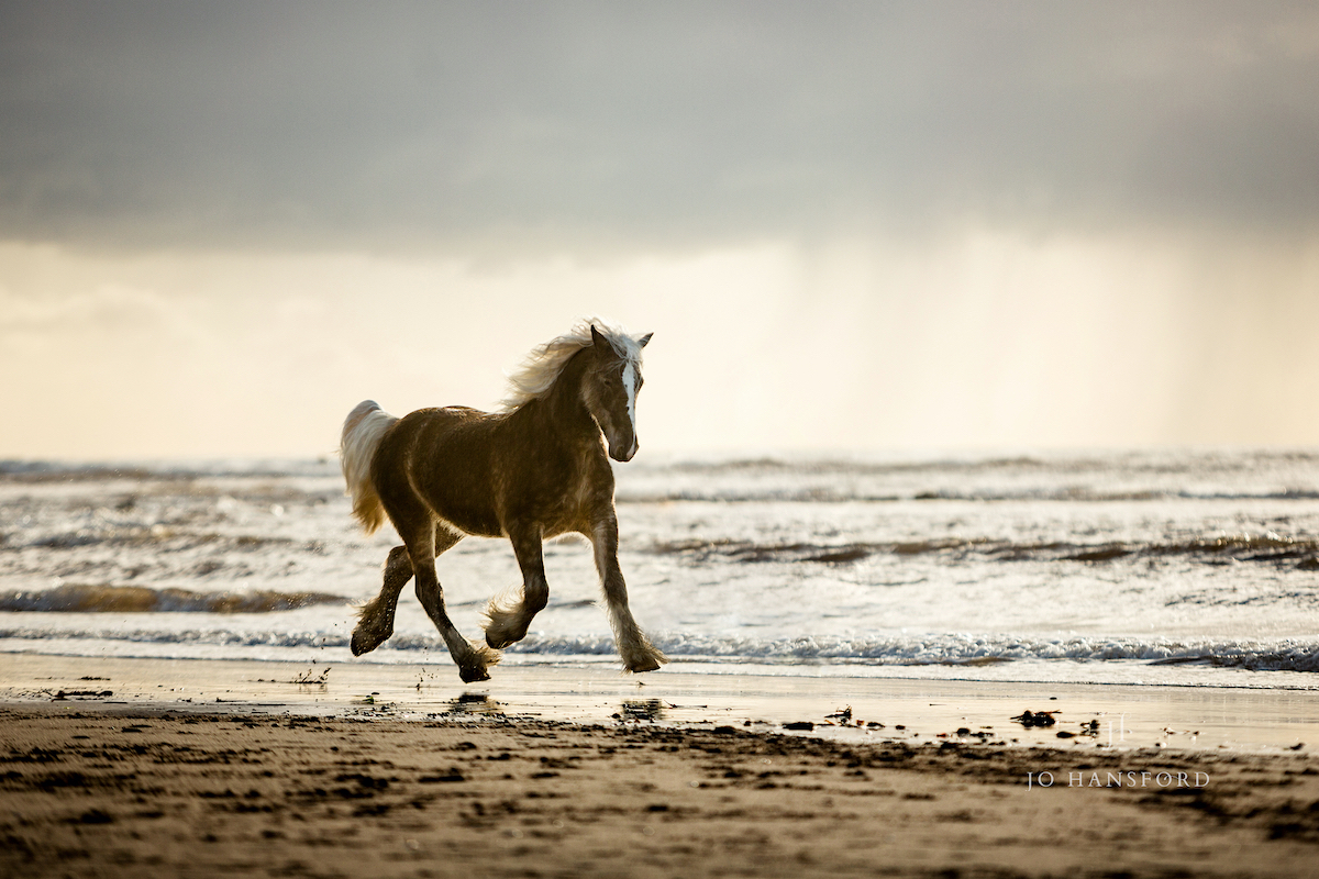 Devon equine photographer Jo Hansford
