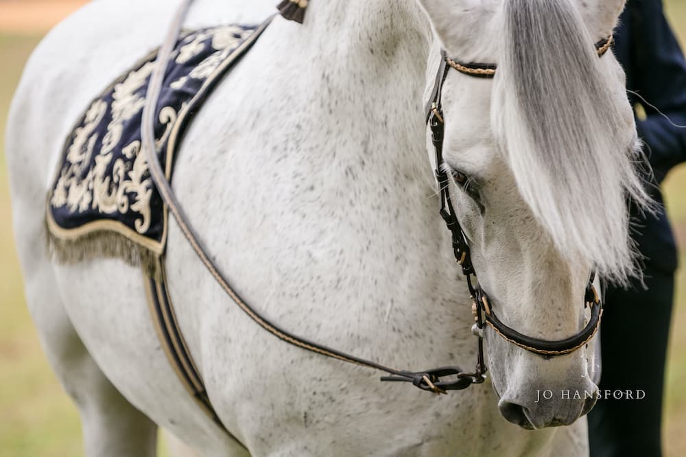 Three days in Jerez – an amazing photoshoot with the Royal Andalusian School of Equestrian Art